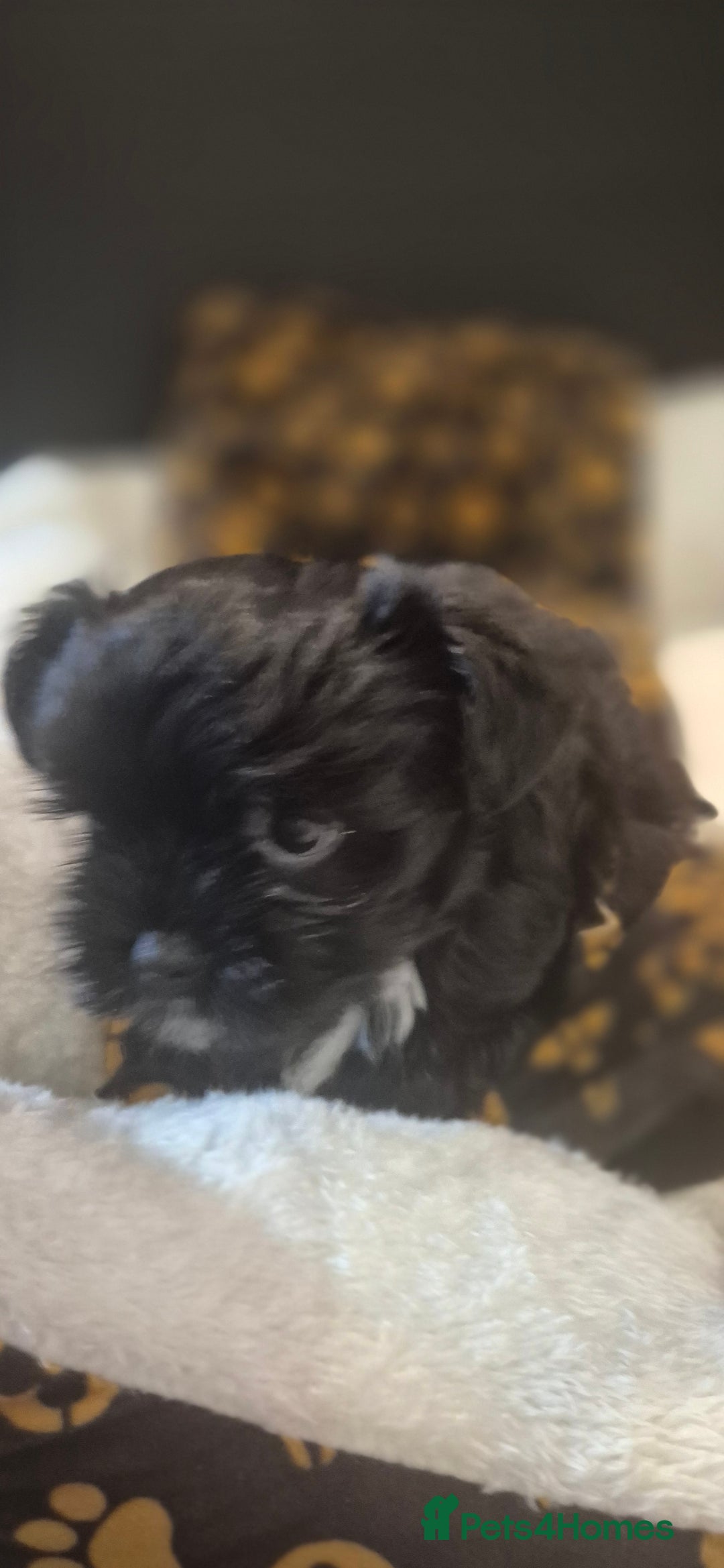 Yorkshire Terrier dogs for sale: Beautiful Biewer Yorkshire terrier puppies  - Advert 7