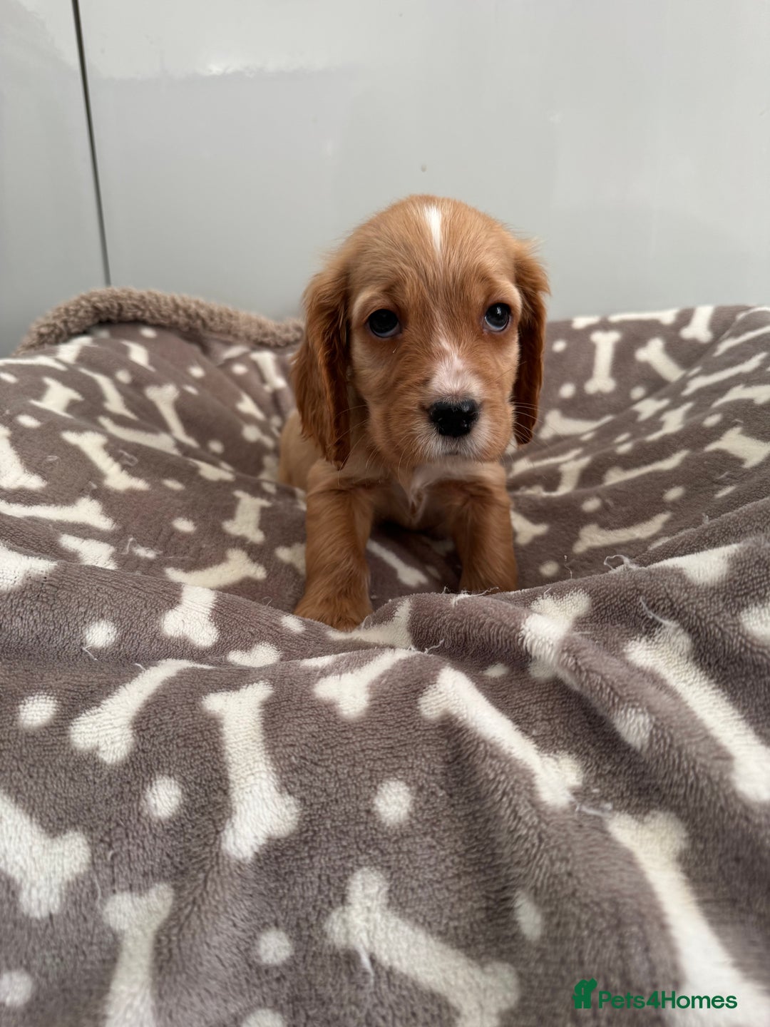 Cocker Spaniel dogs for sale: KC REG SHOW TYPE A⭐ COCKER SPANIELS - Advert 8