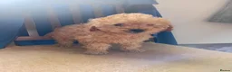 Toy Poodle dogs for sale: Beautiful toy poodle puppies in Sidcup - Advert 3