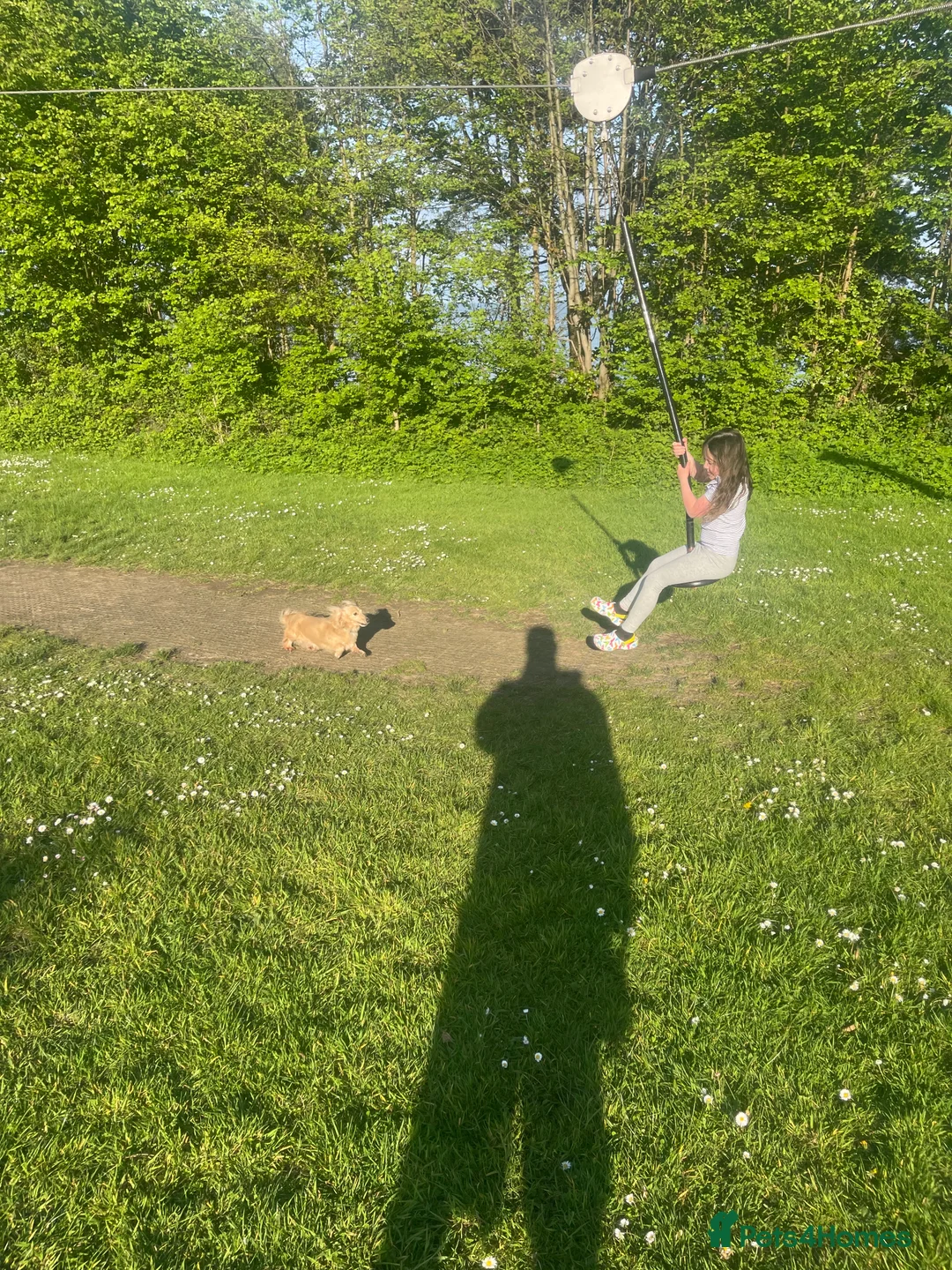 Miniature Dachshund dogs for stud: Shaded cream miniature dachshund 3.6kg - Advert 8