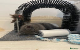 Russian Blue cats for sale: Russian blue x Ragdoll boy kitten  - Image 7