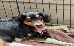 Mixed Breed dogs for sale: Border doodle - Image 2