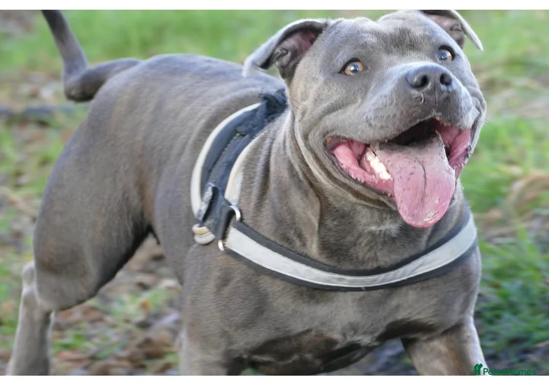 Staffordshire Bull Terrier dogs for sale: Geministaffs zee & maximus (4⭐️licensed breeders) - Advert 8