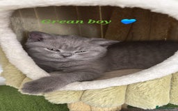British Shorthair cats for sale: Blue British short hair kittens  in Braintree - Image 29