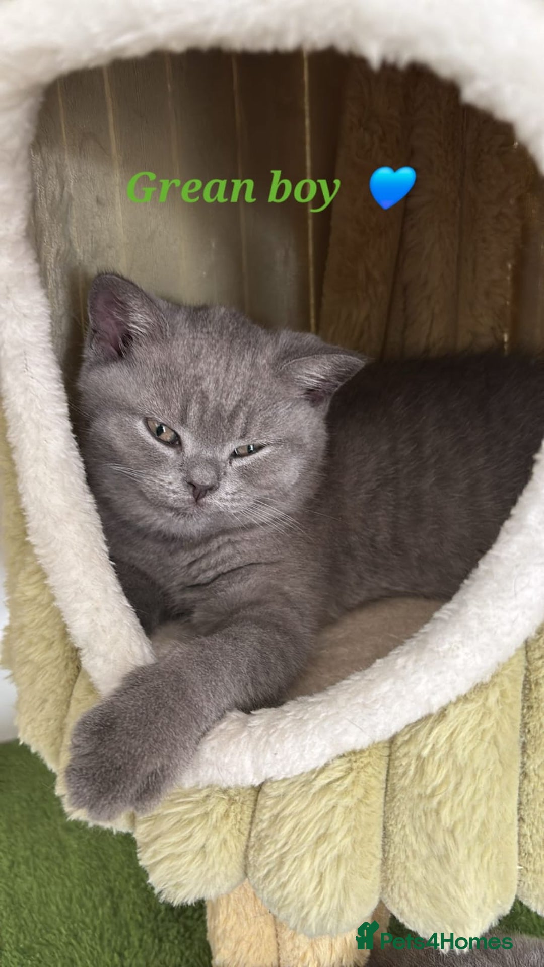 British Shorthair cats for sale: Blue British short hair kittens  in Braintree - Image 29