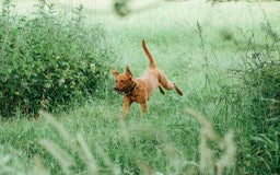 Mixed Breed dogs for sale: Vizla x Fox Red Lab (75/25) Puppies - Image 25