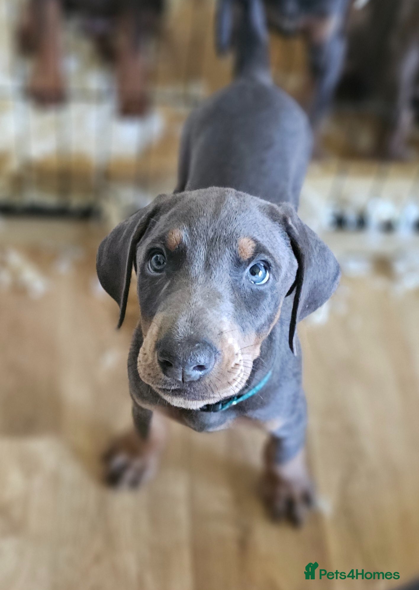 Dobermann dogs STUNNING KC DOBERMAN PUPPIES Champion Bloodlines - Advert 10