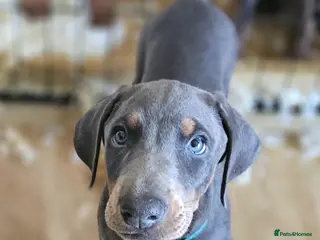 Dobermann dogs STUNNING KC DOBERMAN PUPPIES Champion Bloodlines - Advert 10