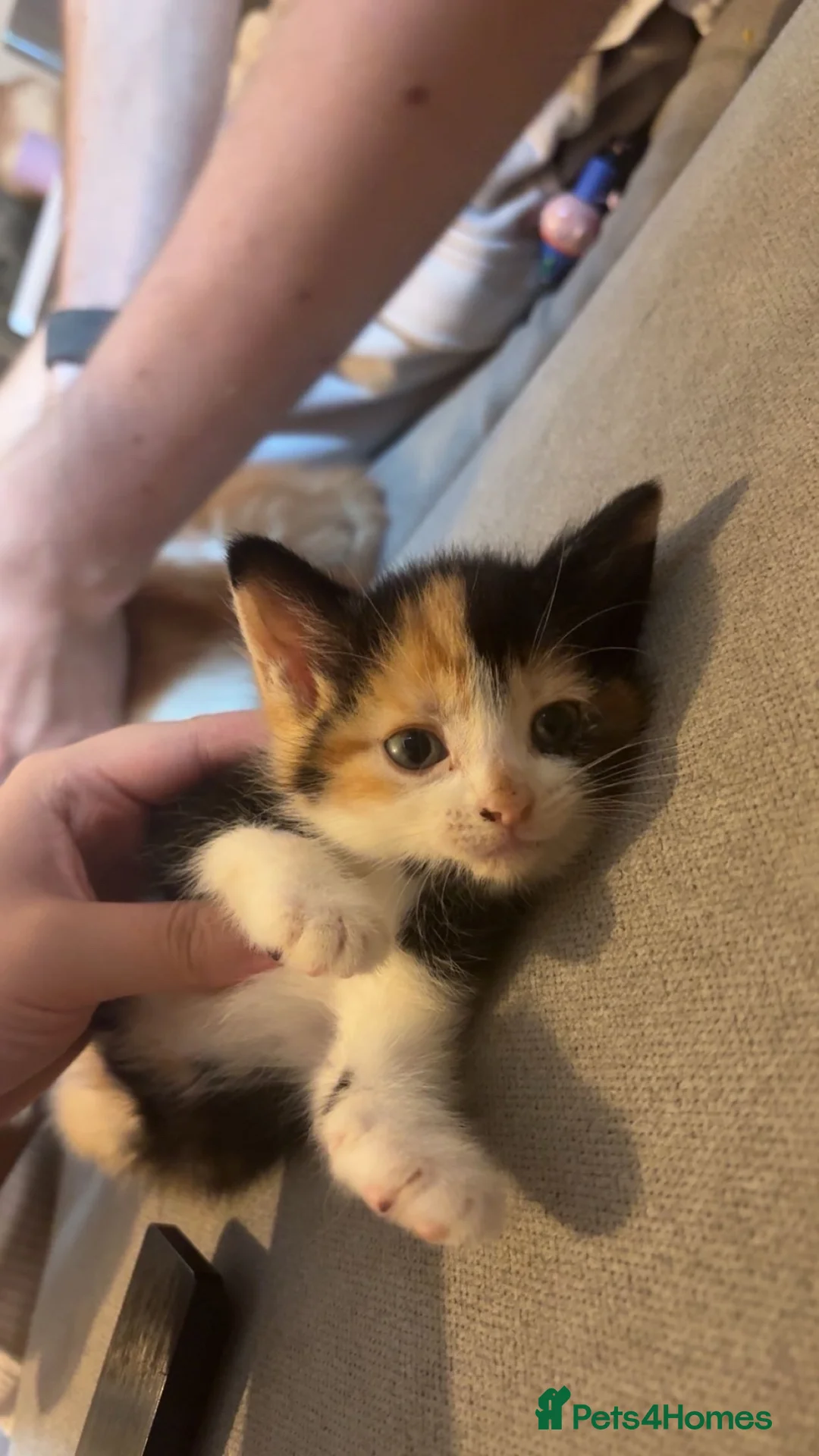 Mixed Breed cats for sale: Beautiful kittens for sale  - Advert 7
