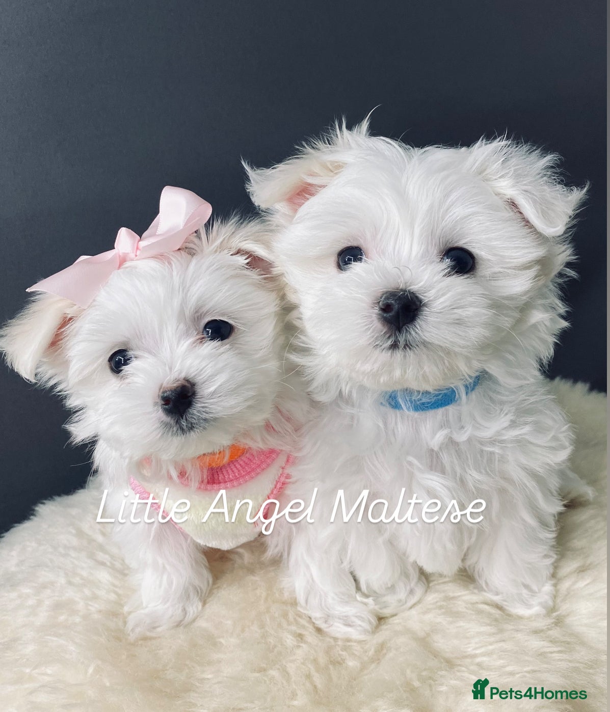 Maltese dogs ✨ Outstanding KC half-Korean Maltese Puppies ✨ - Advert 14