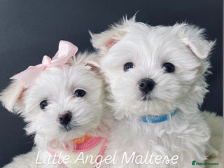 Maltese dogs ✨ Outstanding KC half-Korean Maltese Puppies ✨ - Advert 9