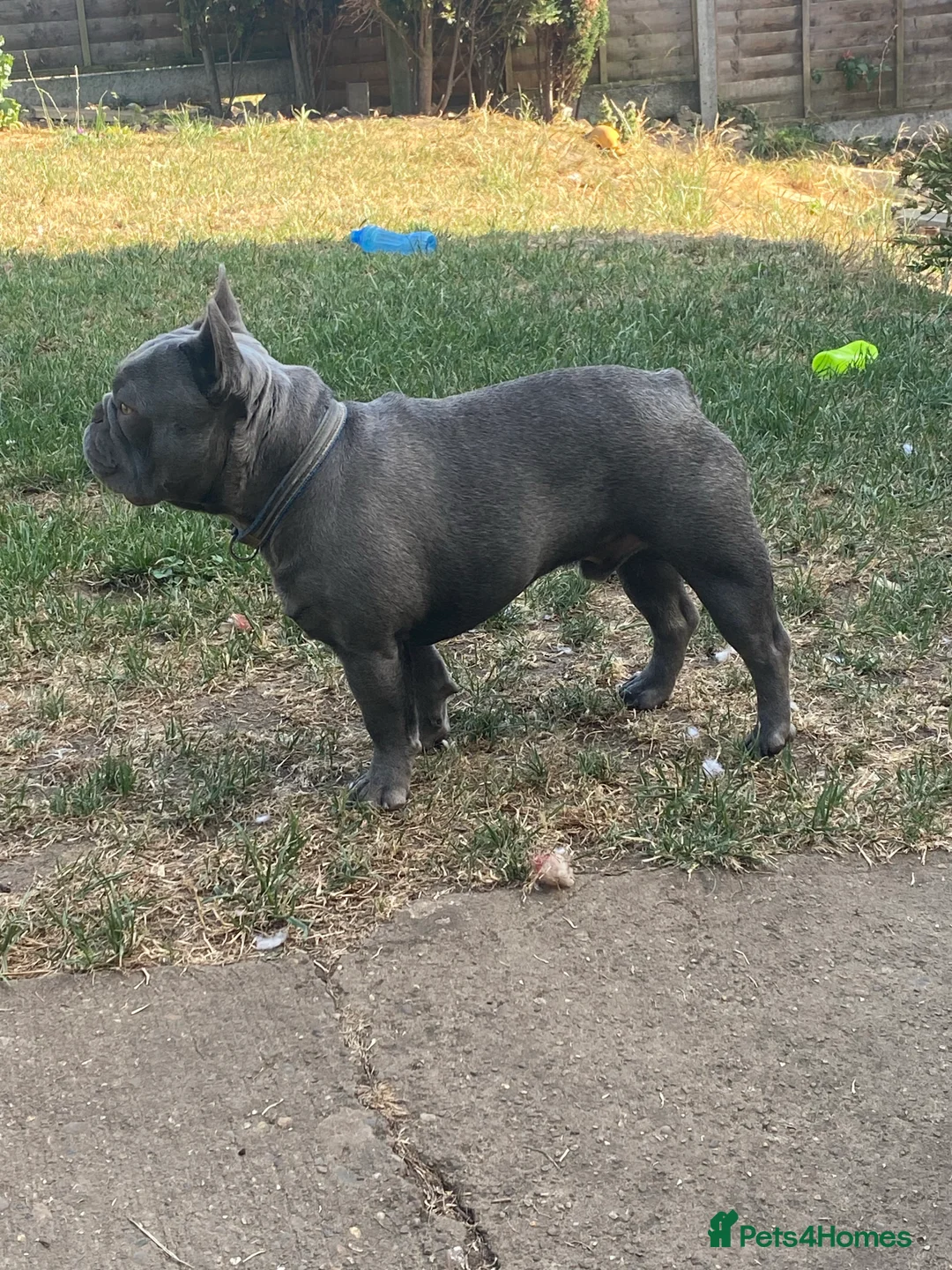 French Bulldog dogs for stud: solid lilac aa french bulldog health tested in Lincoln - Advert 2