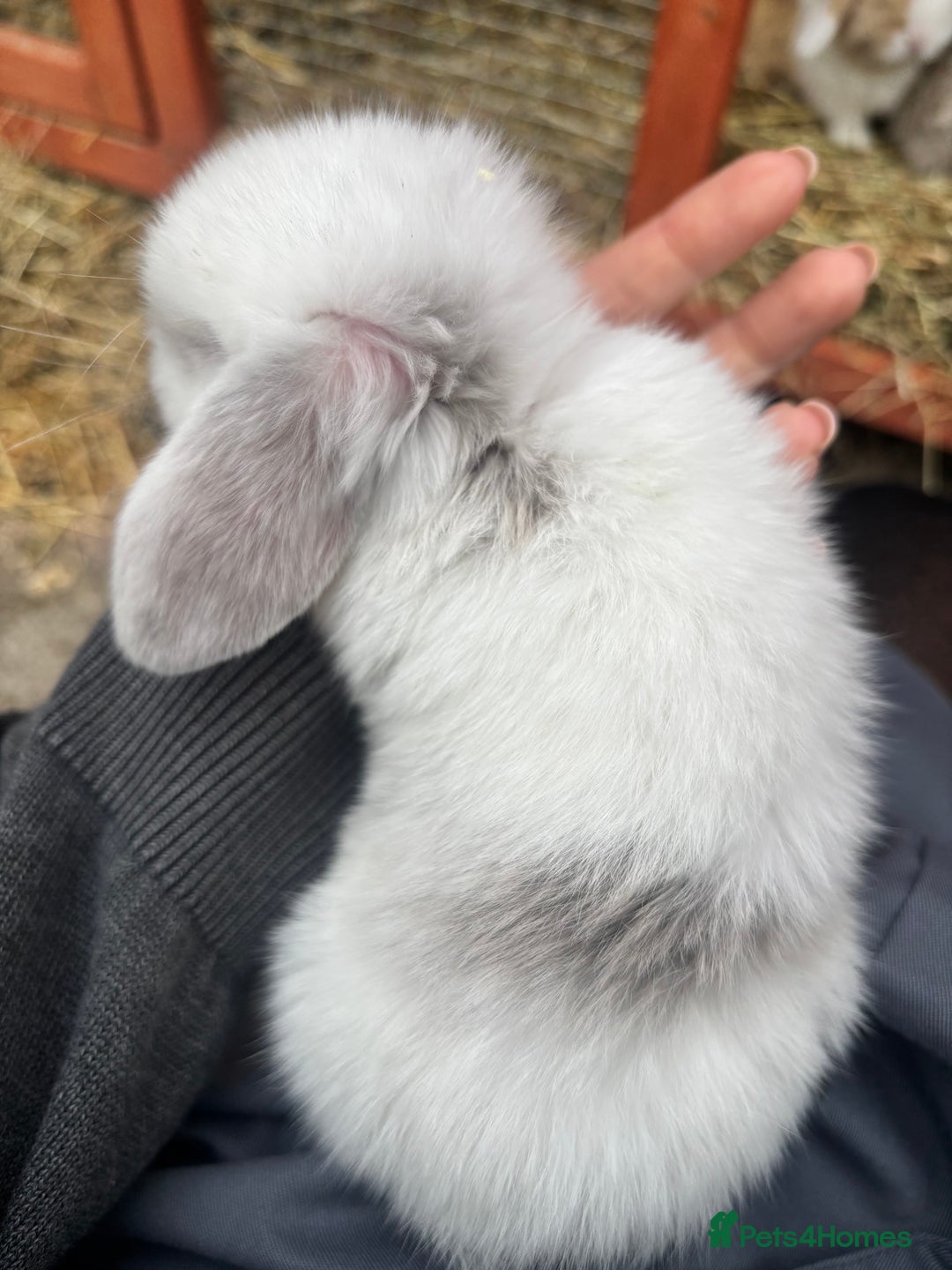 Mini Lop rabbits for sale: Mini lop rabbits  - Image 3