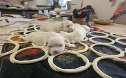 Maltese dogs for sale: 4 puppies bichons maltese - Image 21