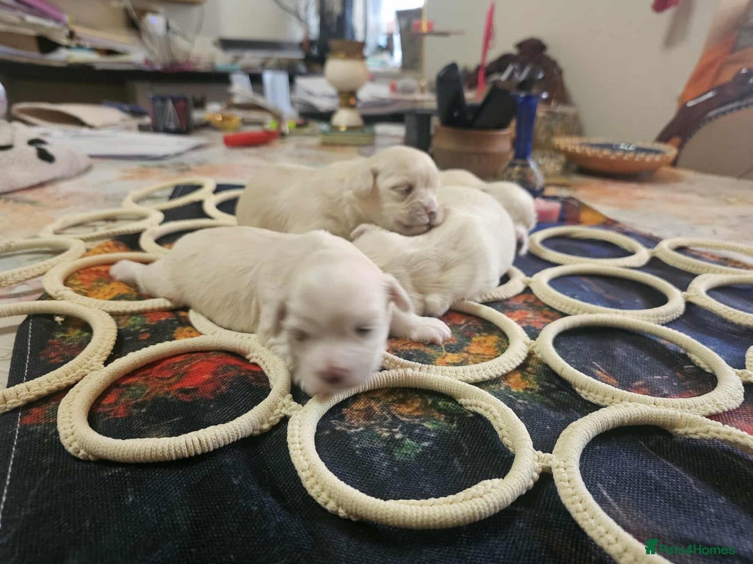 Maltese dogs for sale: 4 puppies bichons maltese - Image 21