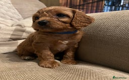 Cavapoo dogs for sale: Gorgeous Cavapoo's 2 available  - Image 4