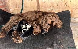 Cockalier dogs for sale: ‼️‼️Best ** grift ever‼️‼️ - Image 4