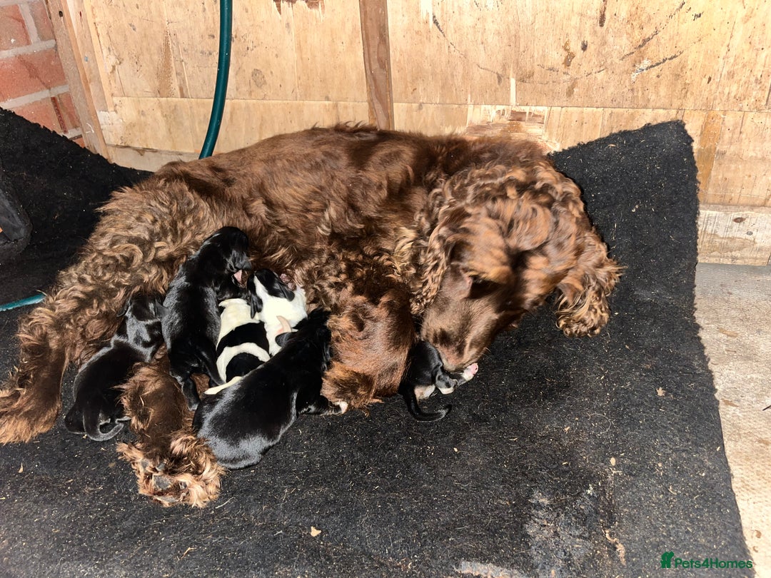 Cockalier dogs for sale: ‼️‼️Best ** grift ever‼️‼️ - Image 4