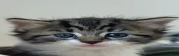 British Longhair cats for sale: 3 Fluffy Cuddly Kittens looking for homes - Advert 10