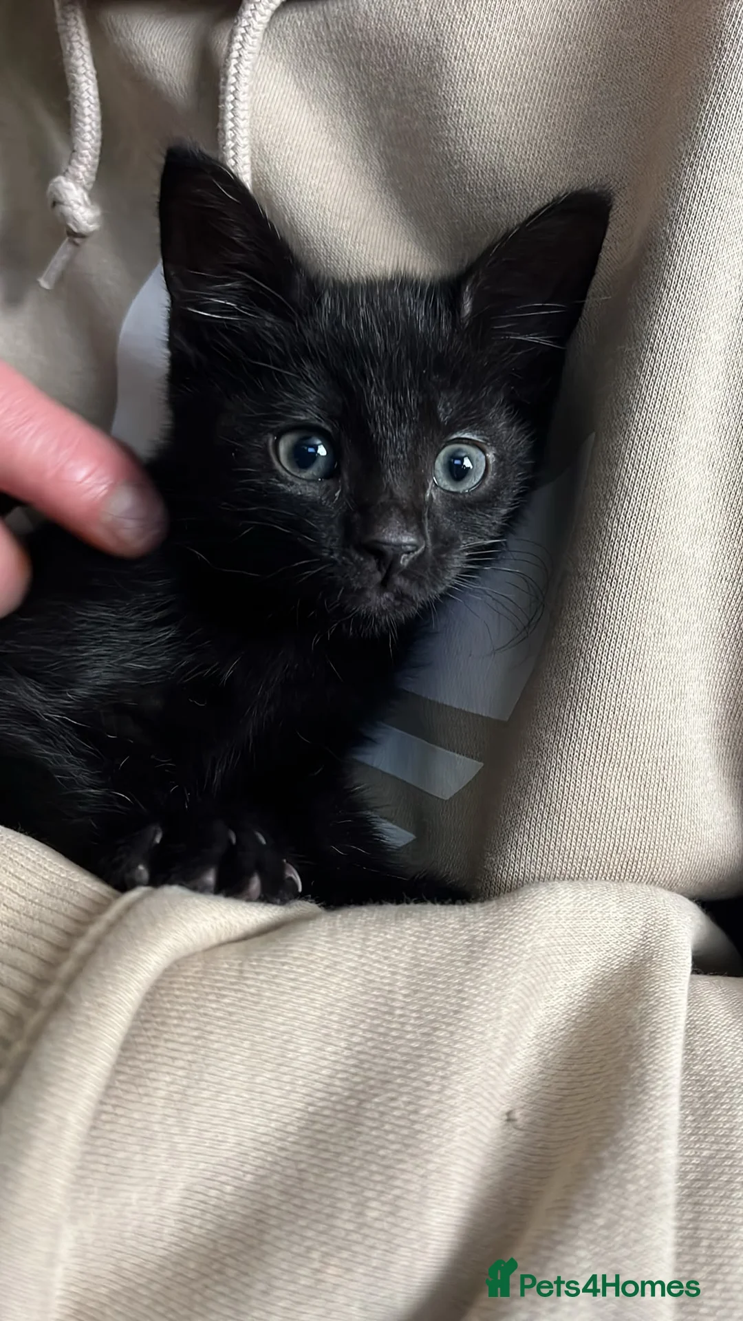 Mixed Breed cats for sale: Beautiful kittens  - Advert 2