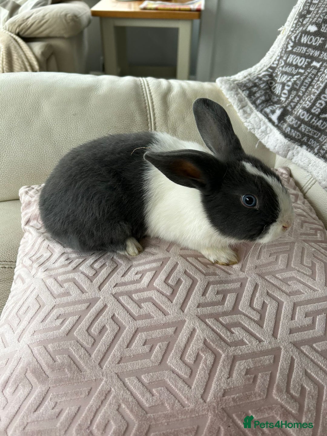 Mini Lop rabbits for sale: Cuddle beautiful mini lop bunnies  - Advert 2