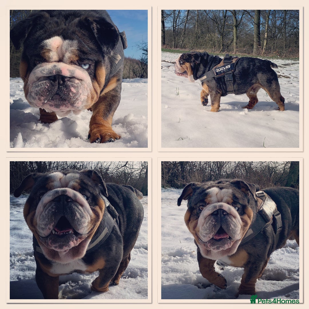 English Bulldog dogs for stud: Black Friday deal!!! in Derby - Advert 6