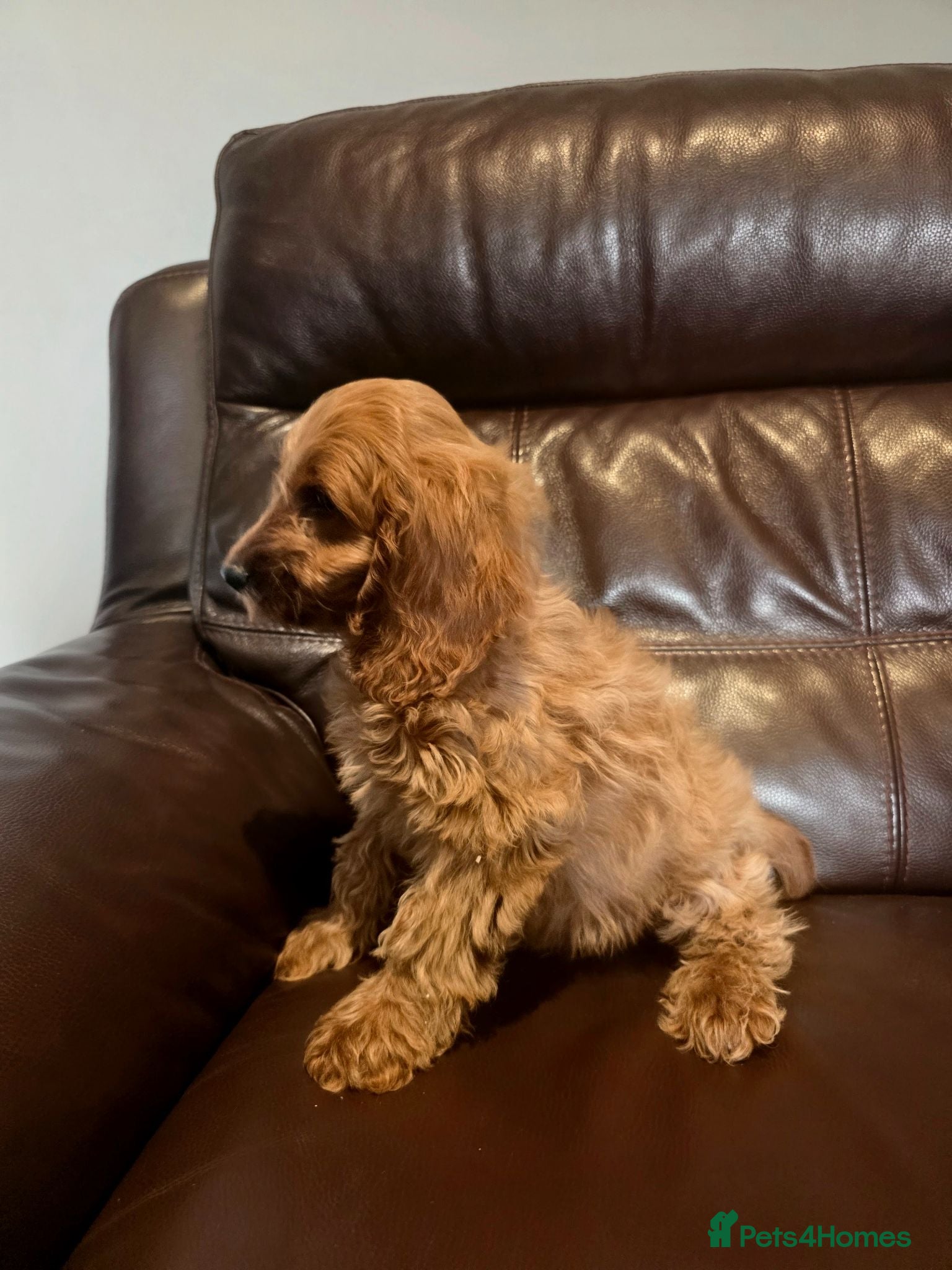 Cockapoo dogs **  1 left ** 7 Adorable F1 Cockapoo pups ♥️🐕🐾 - Advert 2