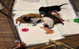 Cocker Spaniel dogs for sale: Beautiful kc registered show cocker spaniels - Image 2