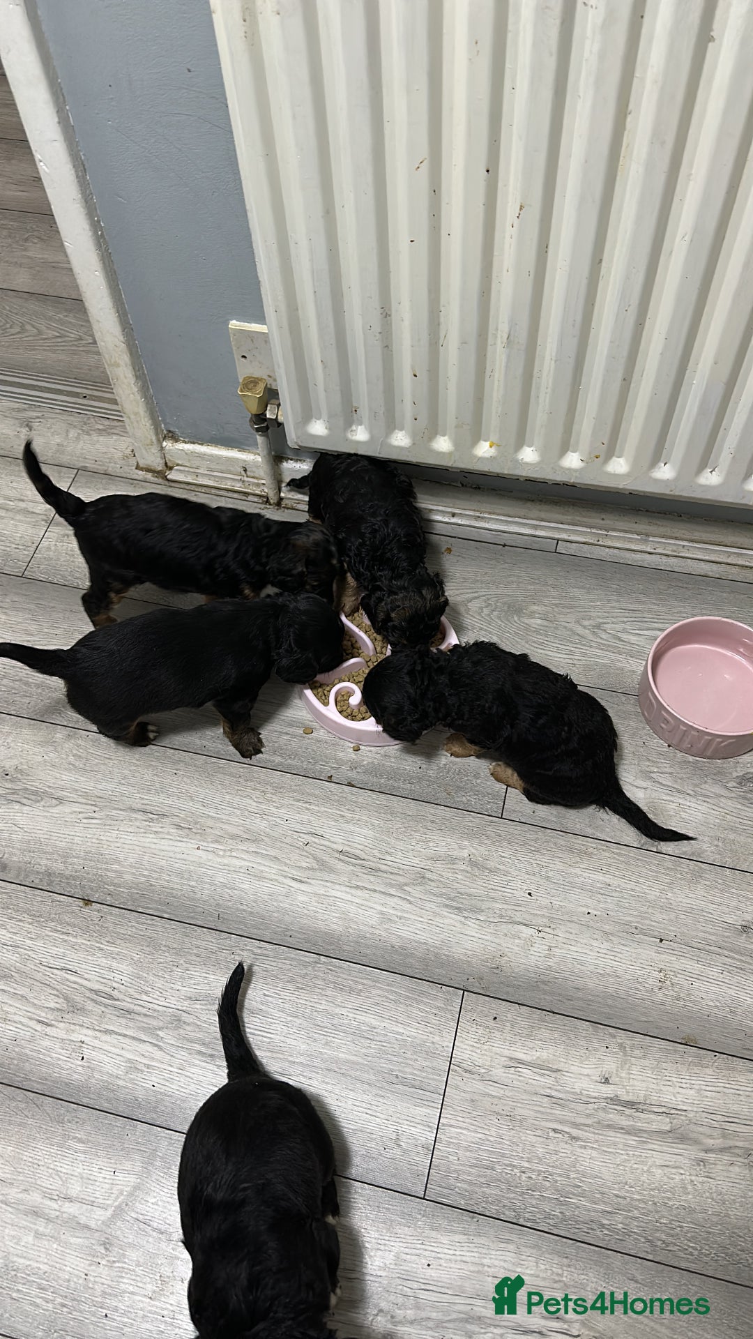 Cockapoo dogs for sale: Cockapoo puppies - Advert 3