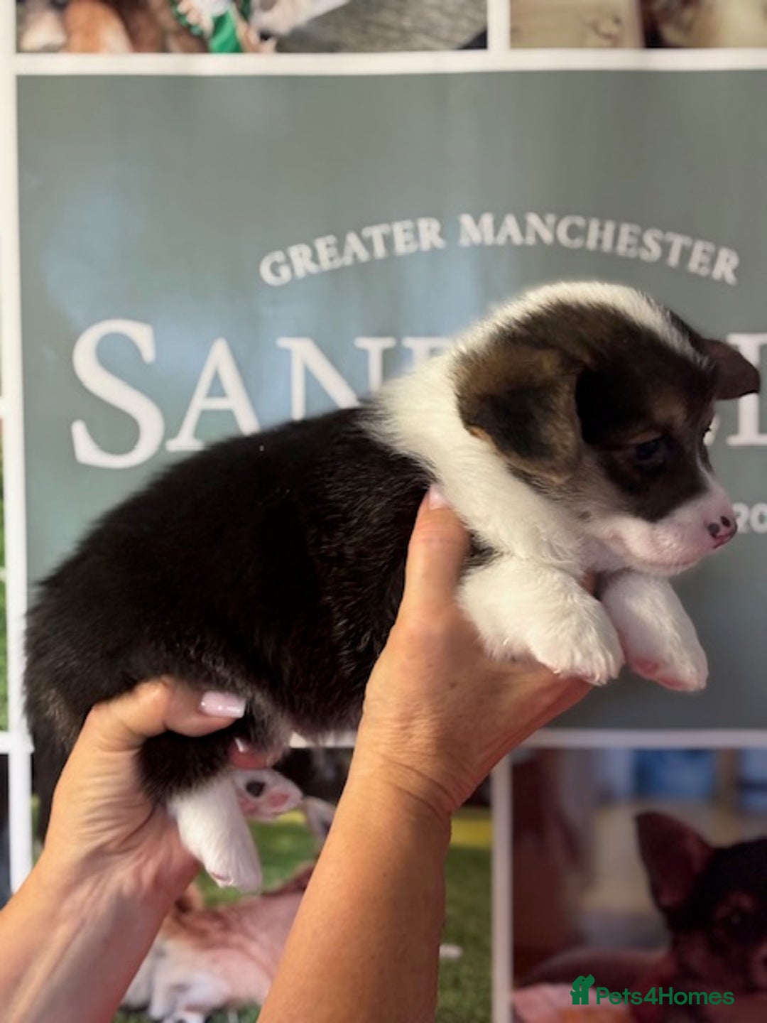 Welsh Corgi Pembroke dogs for sale: Tri coloured quality pedigree puppies available - Advert 11