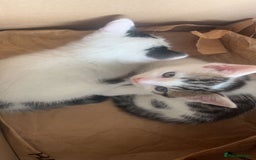 Domestic Shorthair cats for sale: Domestic Shorthair Kitten - Image 4