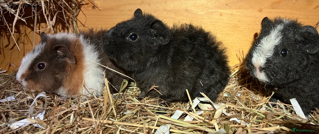 Guinea Pig rodents for sale: Trio of Teddy boys/boars/males - Image 6