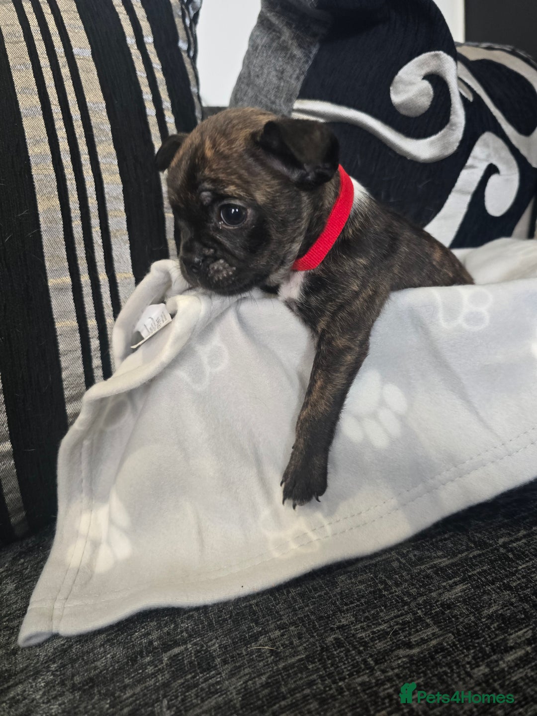 Mixed Breed dogs for sale: Puppy chugs 4 boys  - Image 25