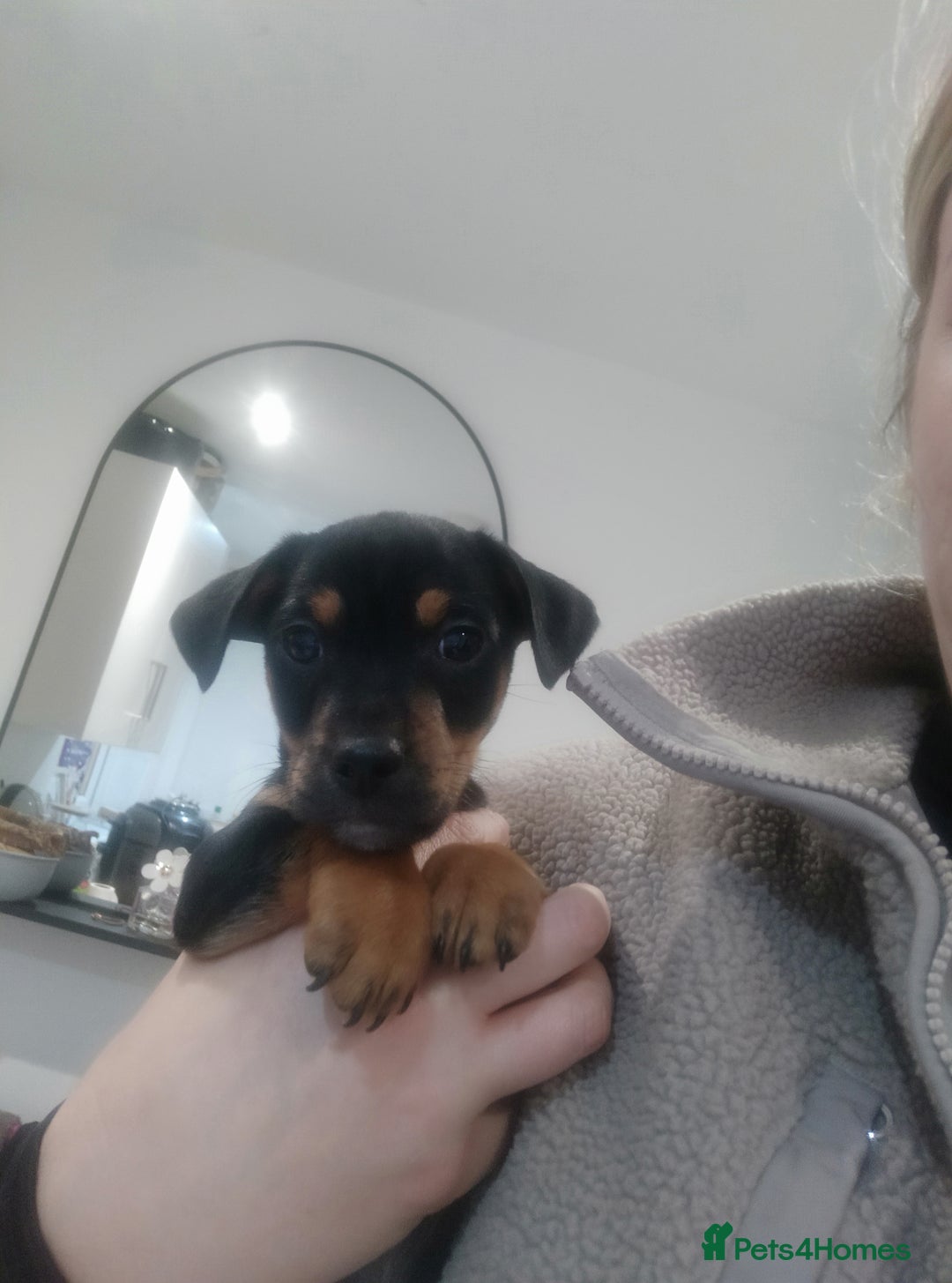 Jack Russell dogs for sale: Jack Russell  - Advert 9