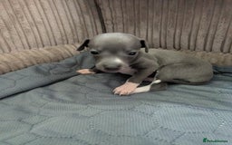 Italian Greyhound dogs for sale: Beautiful KC registered ITALIAN GREYHOUNDS  - Image 6