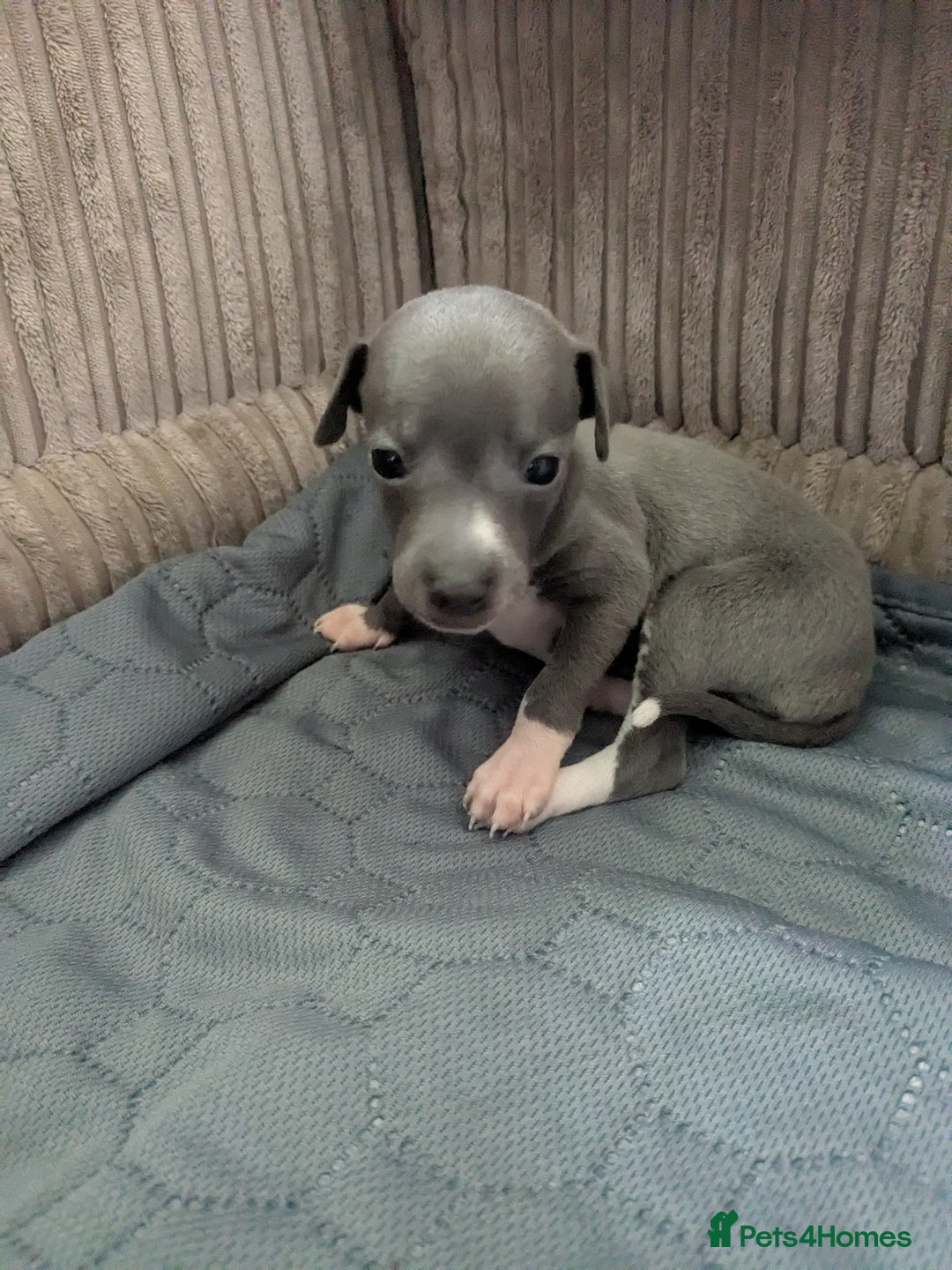 Italian Greyhound dogs for sale: Beautiful KC registered ITALIAN GREYHOUNDS  - Image 6
