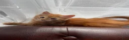 Mixed Breed cats for sale: 3 baby ready to go  - Advert 11
