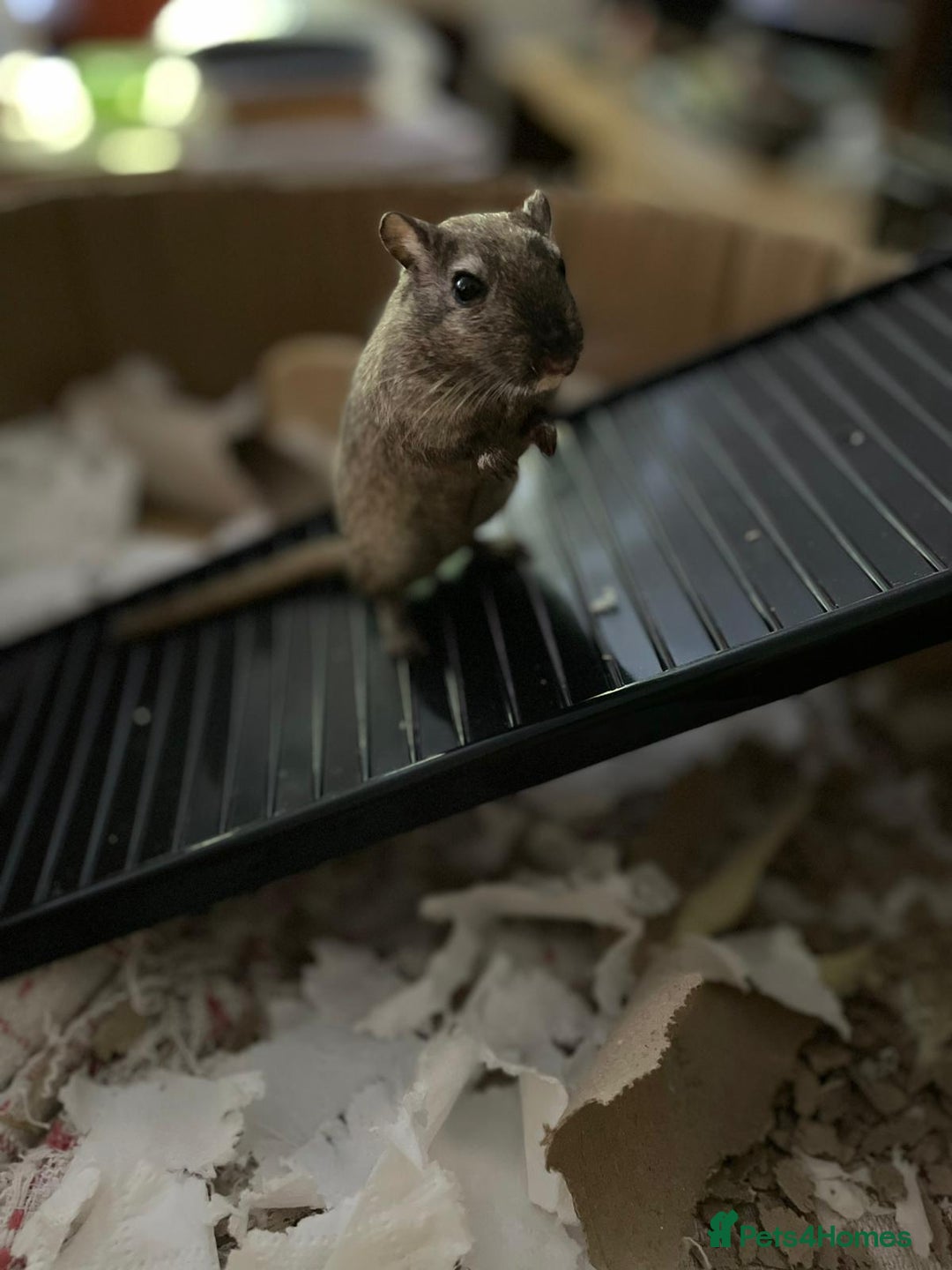 Gerbil rodents for sale: 2 Male Gerbils - Advert 9
