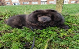 Chow Chow dogs for stud: Bule chow chow for stud - Image 1