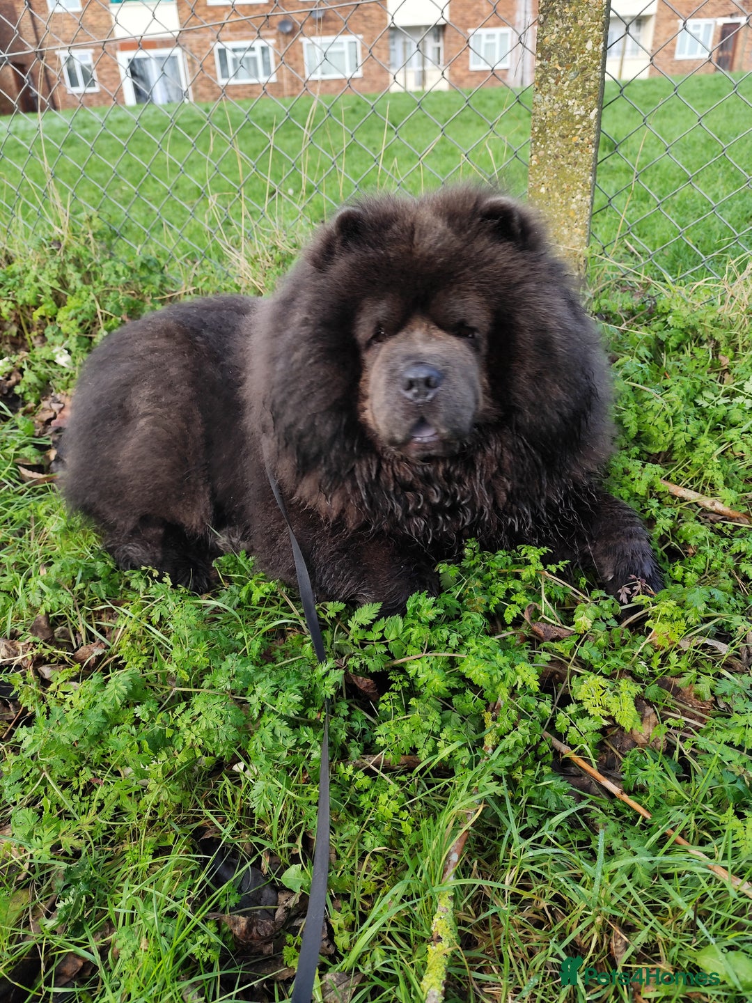 Chow Chow dogs for stud: Bule chow chow for stud - Image 1