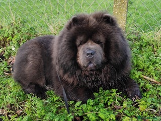 Chow Chow dogs - Advert 30