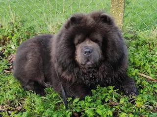 Chow Chow dogs Black chow chow for stud - Advert 14