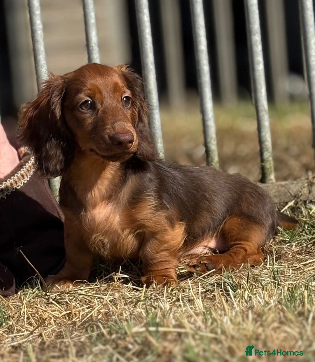 Miniature Dachshund dogs for sale: Longhaired miniature Chocolate & Tan male puppy  - Image 2