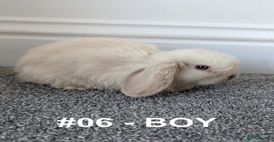 Mini Lop rabbits - Advert 8