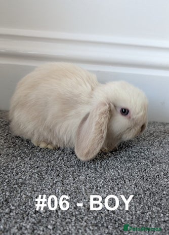 Mini Lop rabbits - Advert 13