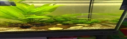 Mixed Breed invertebrates for sale: 120l tank cabinet and 8 shrimp  in Newtown - Advert 4