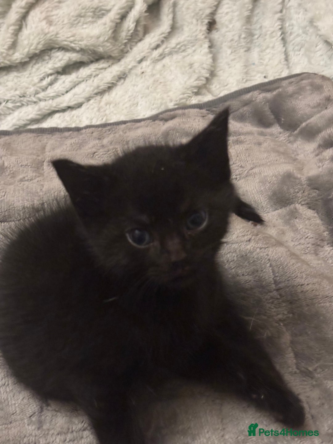 Mixed Breed cats for sale: Adorable Fluffy Kittens - Advert 6