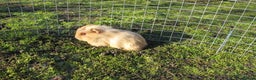 Guinea Pig rodents for sale: stunning male guinea pigs, several types & colours - Advert 19