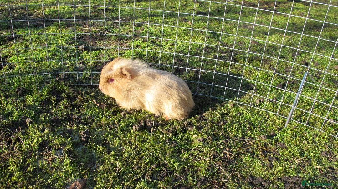 Guinea Pig rodents for sale: stunning male guinea pigs, several types & colours - Advert 19