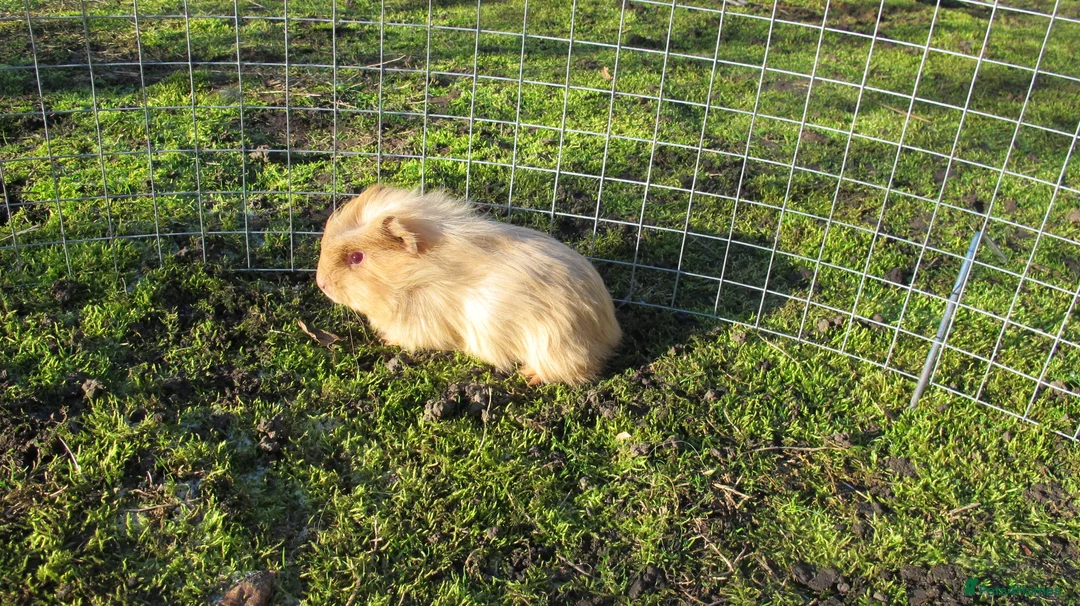 Guinea Pig rodents for sale: Male & Female guinea pigs various types & colours - Advert 13